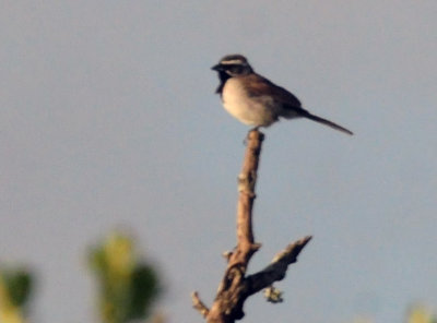 73county 110blackthroatedsprrow.jpg