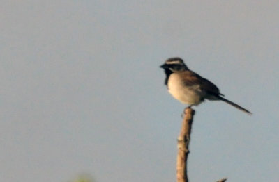 73county 111blackthroatedsprrow.jpg