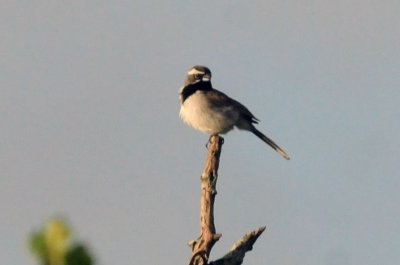 73county 112blackthroatedsparrowzzzzz.jpg