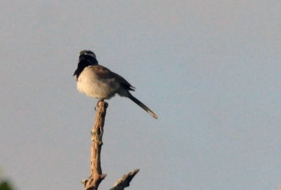 73county 113blackthroatedsparrow.jpg