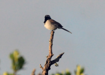 73county 114blackthroatedsparrow.jpg