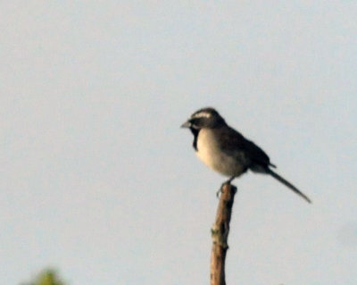 73county 116blackthroatedsparrow.jpg