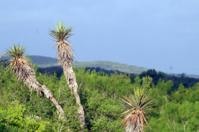 73county 117yucca.jpg