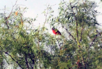 73county 122paintedbunting.jpg
