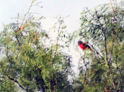 73county 123paintedbunting.jpg