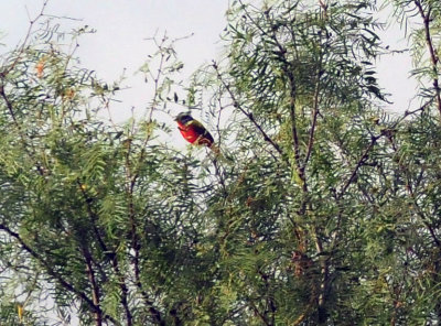 73county 124paintedbunting.jpg