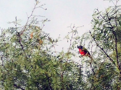 73county 125paintedbunting.jpg