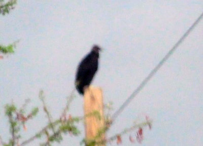73county 127blackvulture.jpg