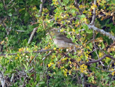 73county 135paintedbunting.jpg