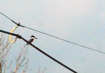 73county 139ringrdkingfisher.jpg