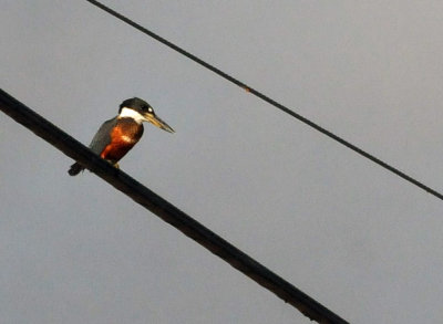 73county 146ringrdkingfisher.jpg