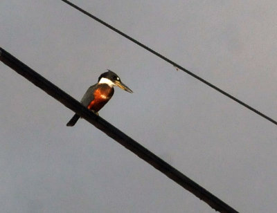 73county 148ringrdkingfisher.jpg