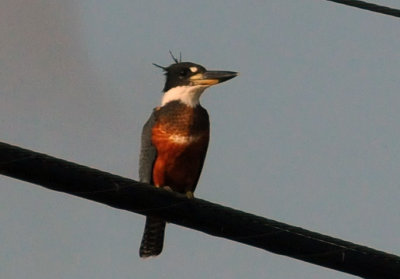 73county 155ringedkingfisher.jpg