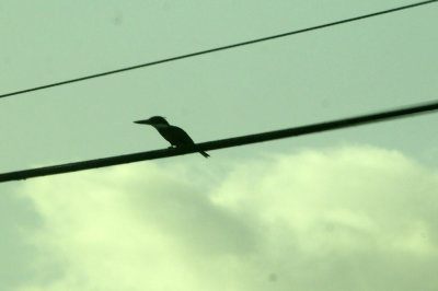 73county 158ringedkingfisher.jpg