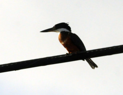 73county 160ringedkingfisher.jpg