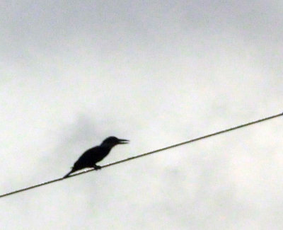73county 167ringedkingfisher.jpg