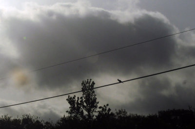 73county 168ringedkingfisher.jpg