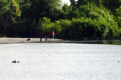 73county 174ringedkingfisher.jpg