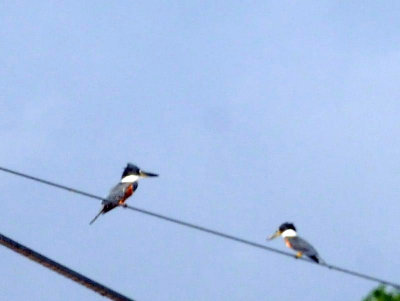 73county 182ringedkingfishers.jpg