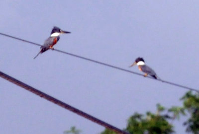 73county 183ringedkingfishers.jpg