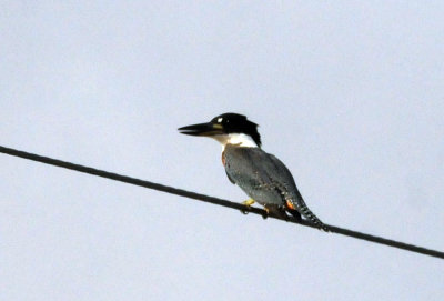 73county 207ringedkingfisher.jpg