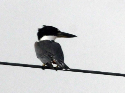 73county 213ringedkingfisher.jpg