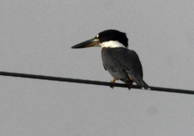 73county 217ringedkingfisher.jpg