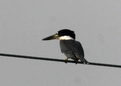 73county 218ringedkingfisher.jpg