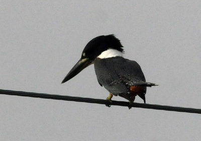 73county 219ringedkingfisher.jpg