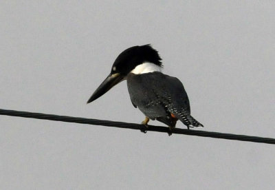 73county 220ringedkingfisher.jpg
