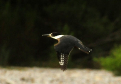 73county 221ringedkingfisher.jpg