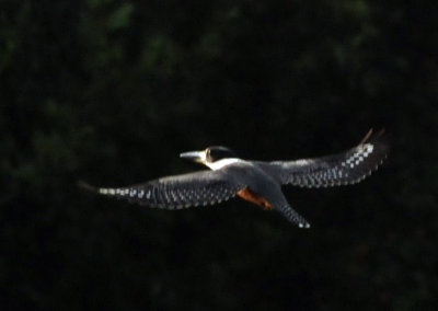 73county 225ringedkingfisher.jpg