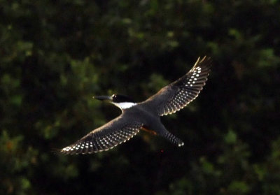 73county 226ringedkingfisher.jpg