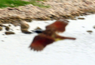73county 233greatkiskadee.jpg