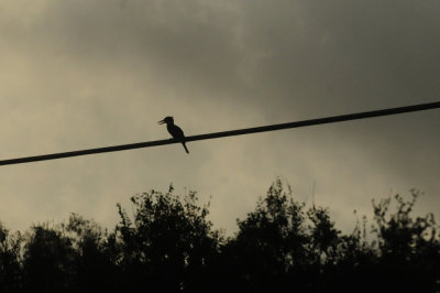 73county 241ringed.jpg