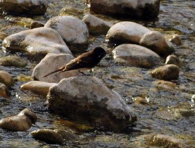 73county 248blackphoebe.jpg