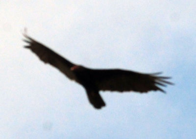73county 262turkeyvulture.jpg
