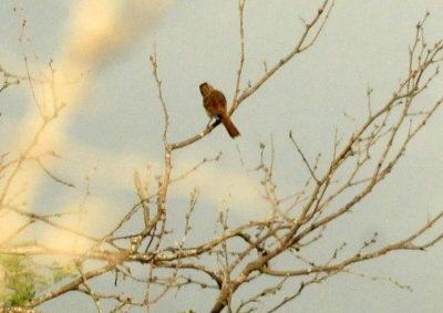 73county 268bird.jpg