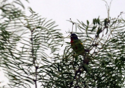73county 285paintedbunting.jpg