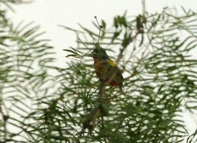 73county 286paintedbunting.jpg