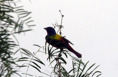 73county 289paintedbunting.jpg
