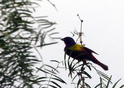 73county 290paintedbunting.jpg