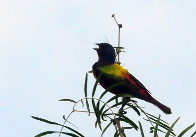 73county 291paintedbunting.jpg
