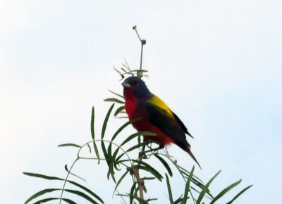 73county 296paintedbunting.jpg