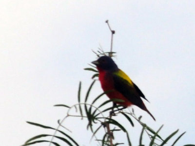 73county 297paintedbunting.jpg