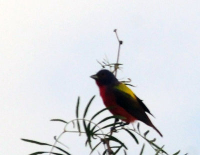 73county 298paintedbunting.jpg