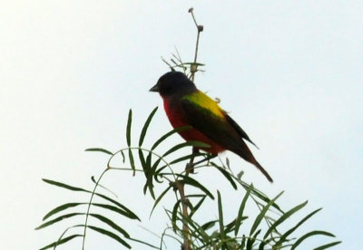 73county 299paintedbunting.jpg