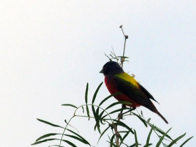 73county 300paintedbunting.jpg