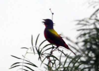73county 301paintedbunting.jpg