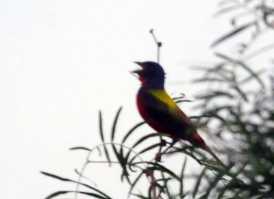 73county 302paintedbunting.jpg